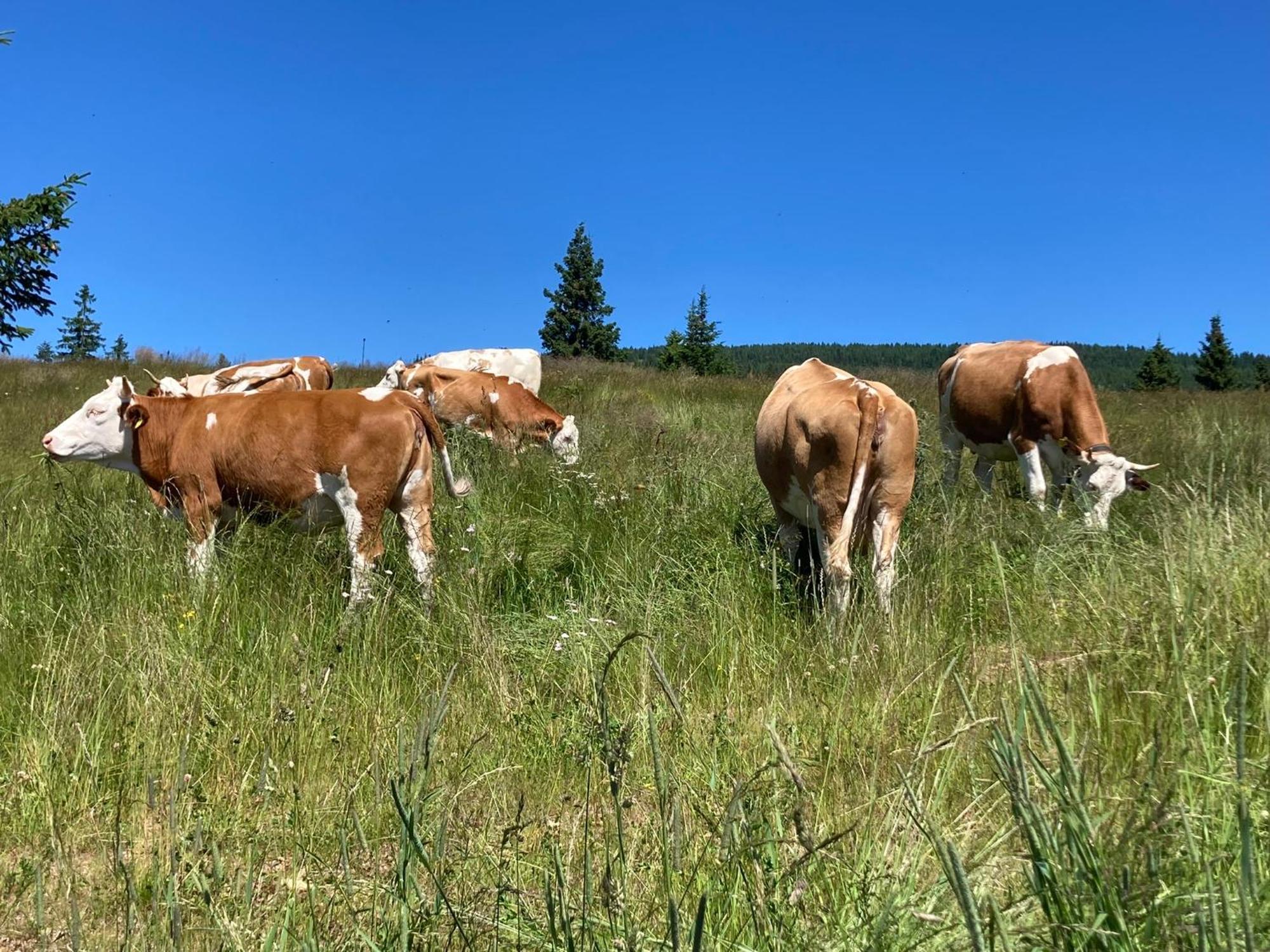 Feriendorf Koralpe Alpenrose Frantschach Zewnętrze zdjęcie